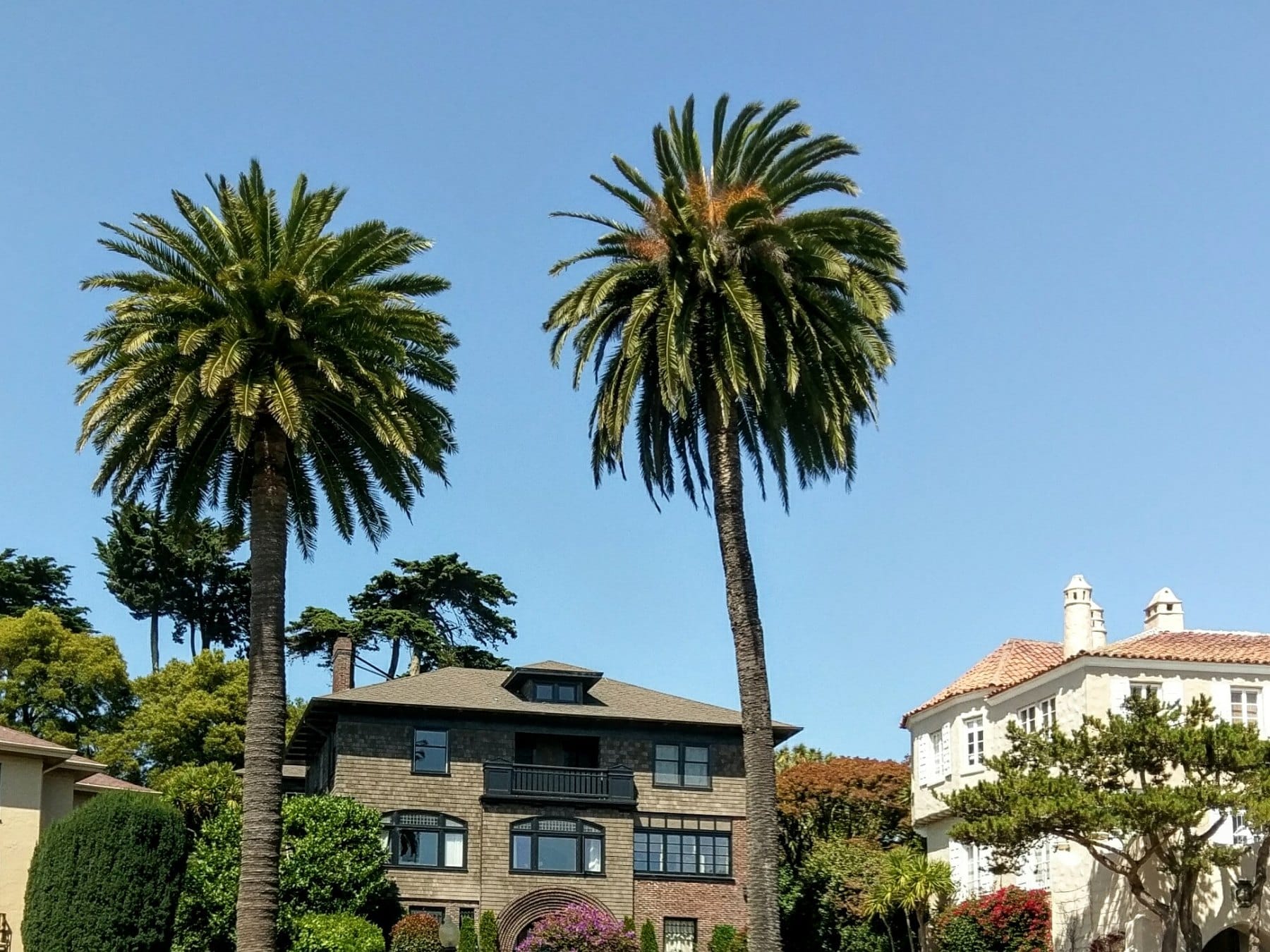 Palm trees and a grand home on Presidio Terrace