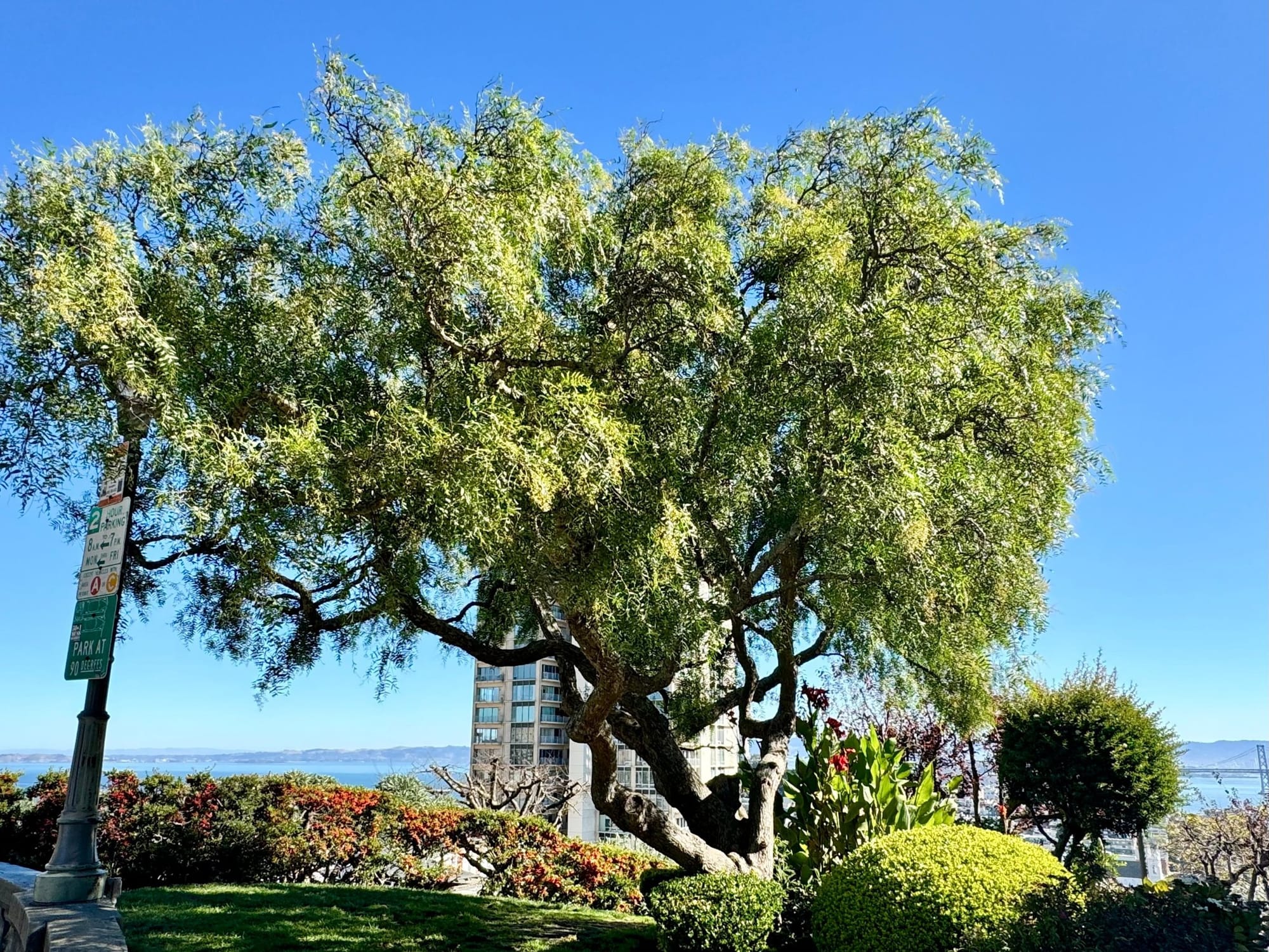Pepper tree and terraced garden at Vallejo and Jones on Russian Hill, with the Royal Towers and the bay behind