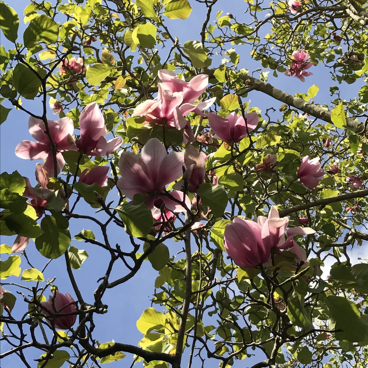 Magnolia in bloom in San Francisco in spring