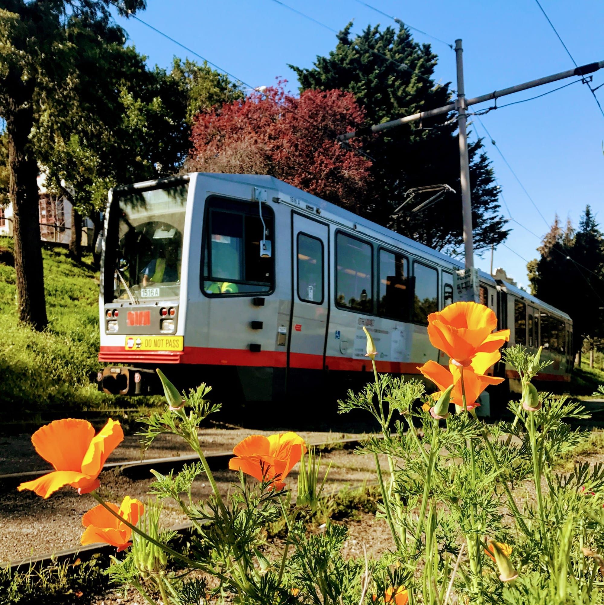 N Judah streetcar passing poppies in the Inner Sunset