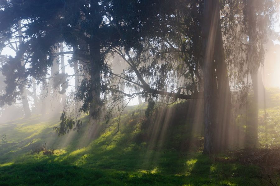 Sunlight streaming through the eucalyptus forest on Mount Sutro