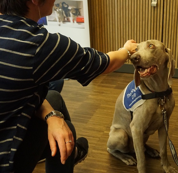 This is photo of Toby being stroked.