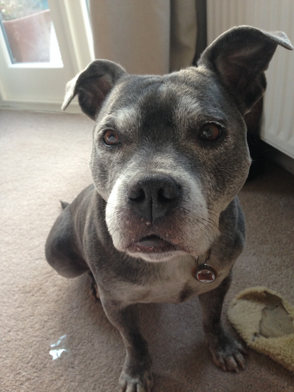 This is a photo of Lola