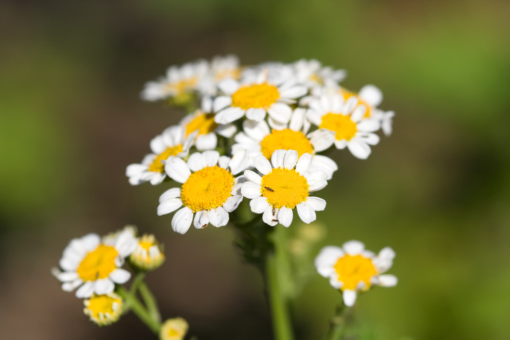 Tanacetum parthenium flowers