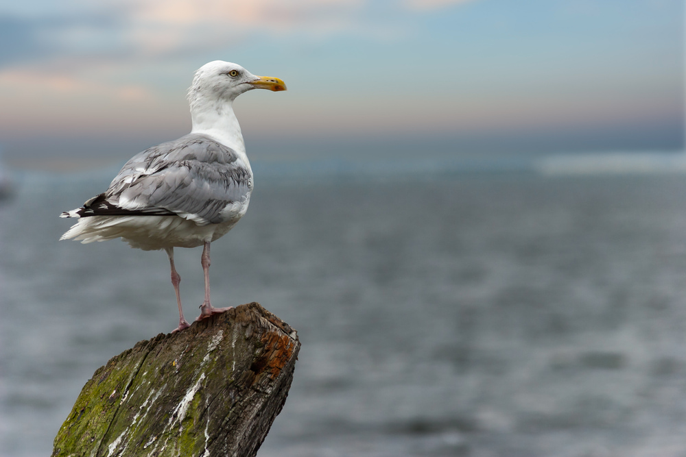Seagull