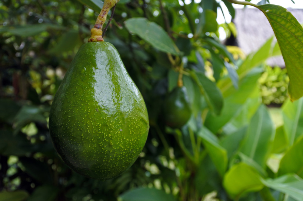 Avocado growing on a tree