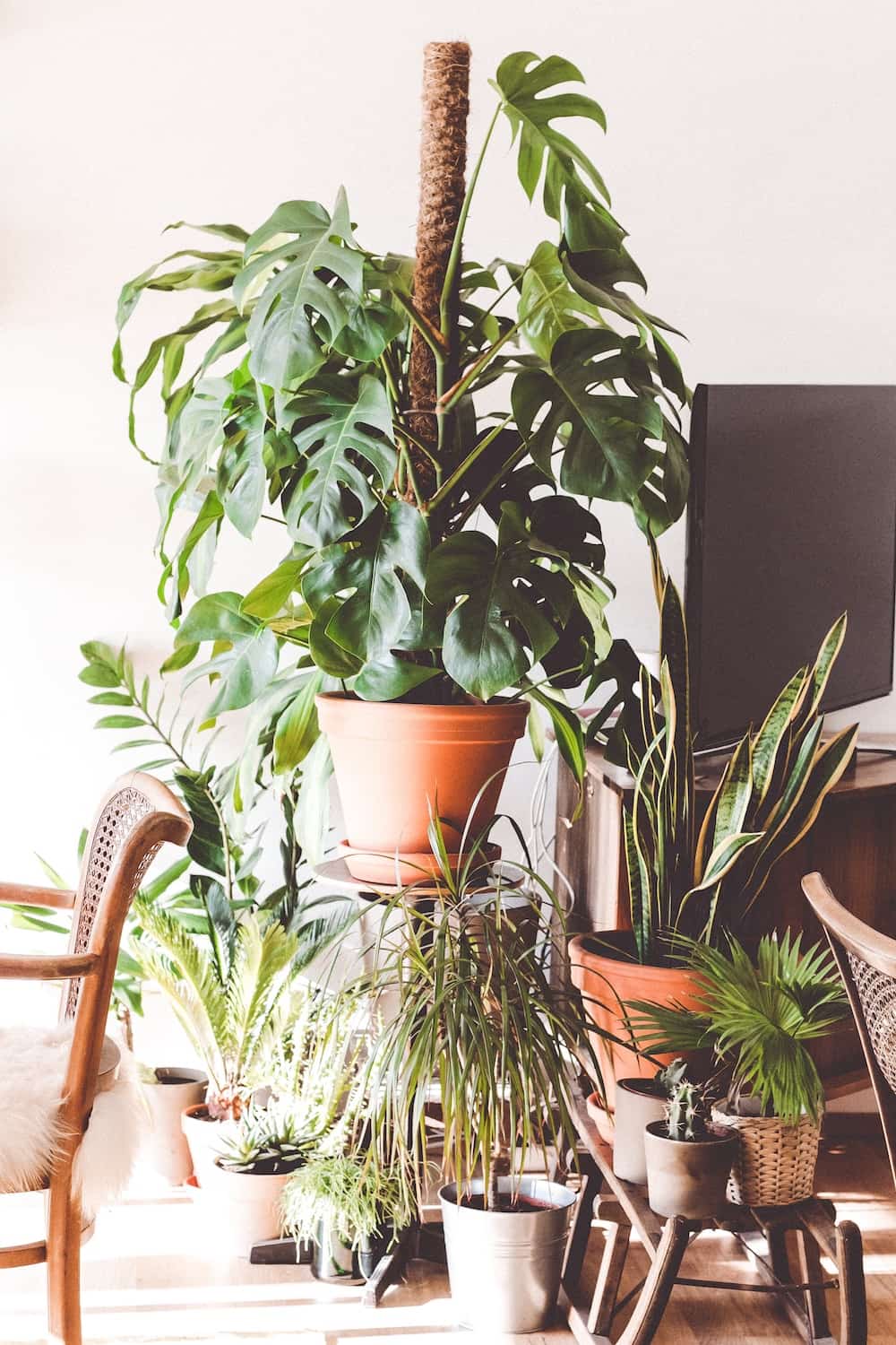 indoor plants