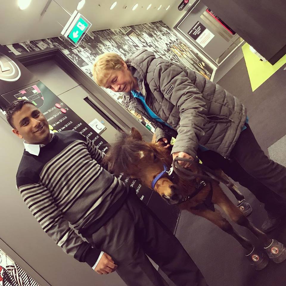 digby the guide horse