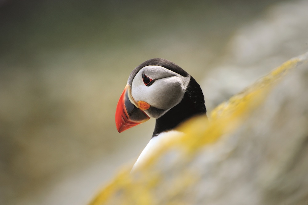 2-Puffin-on-Shiant-Isles-by-Jim-Richardson