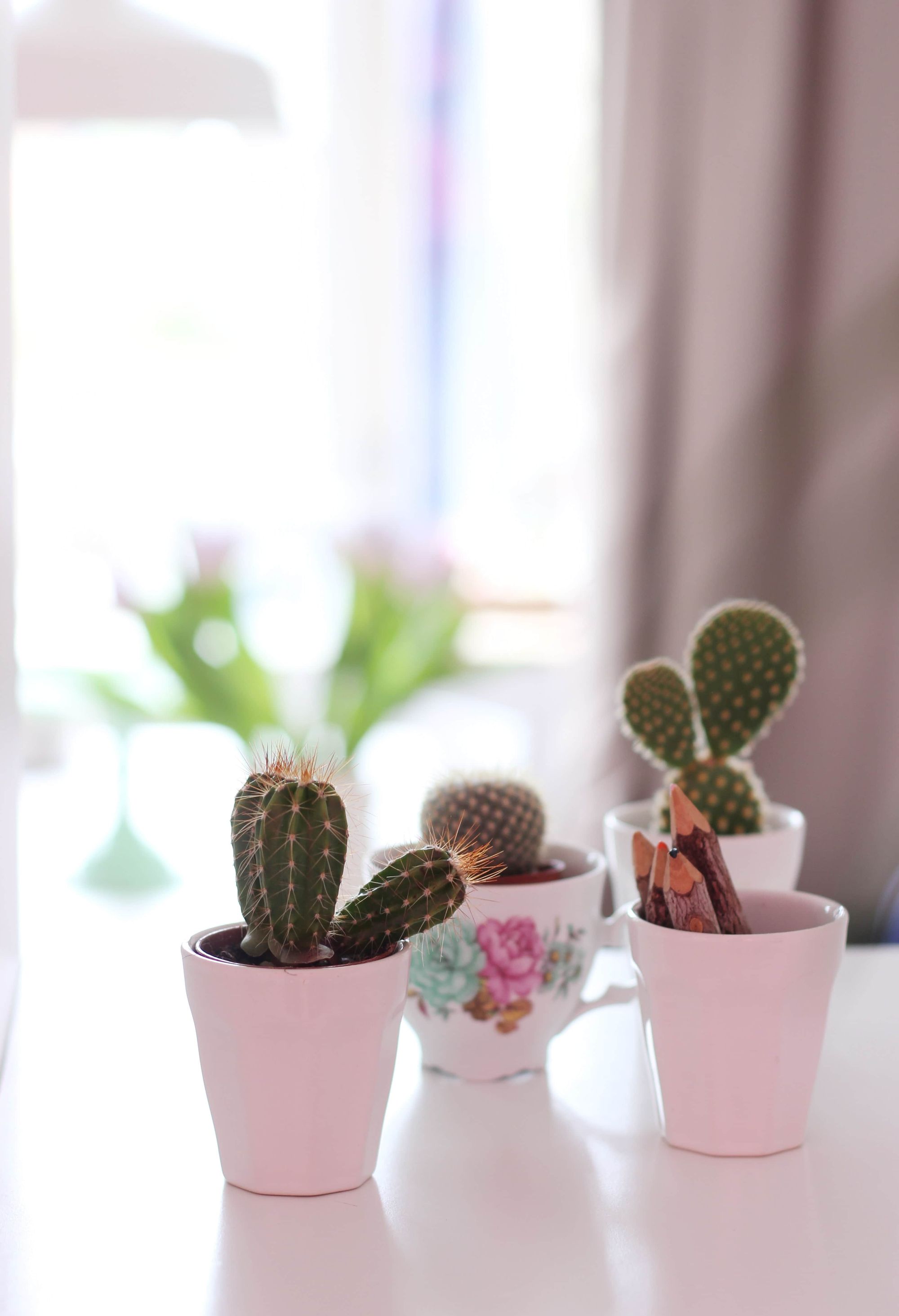 succulent plants in pots on desk