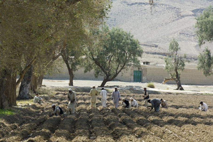 Plant for Peace: Converting Heroin Fields into Sustainable Superfoods