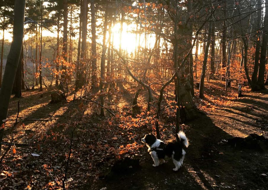 Love Your Pet - It Can Improve Your Mental Health