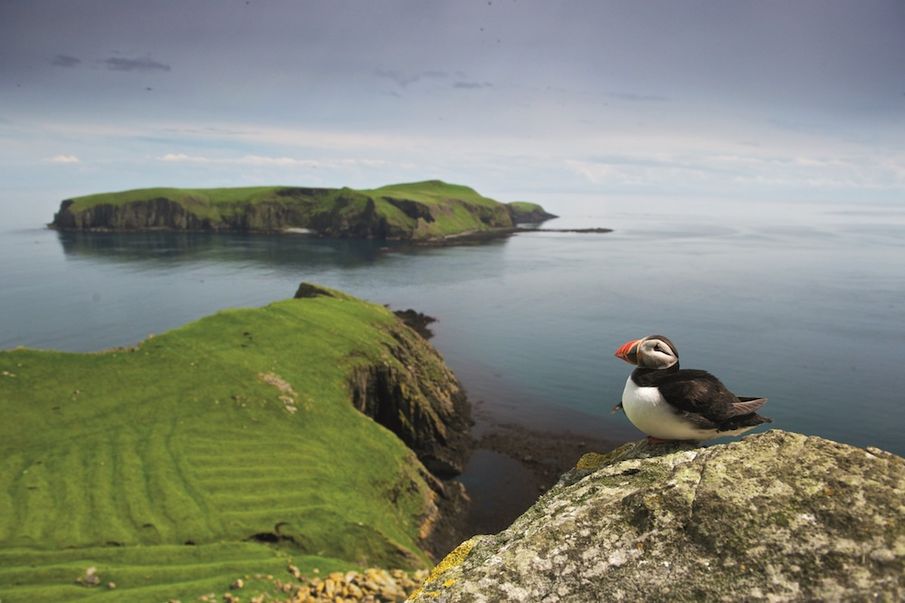 Seabirds’ Safe Haven Restored After Four-Year Project