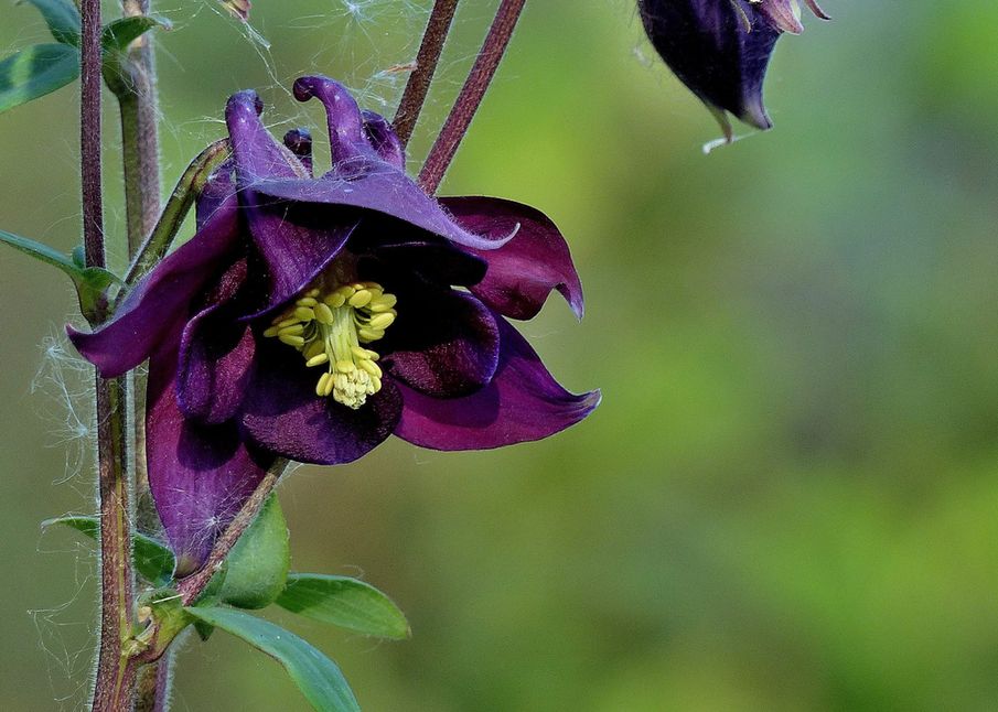 RHS Pledge ‘Feel Good Garden’ to Mental Health Trust in London