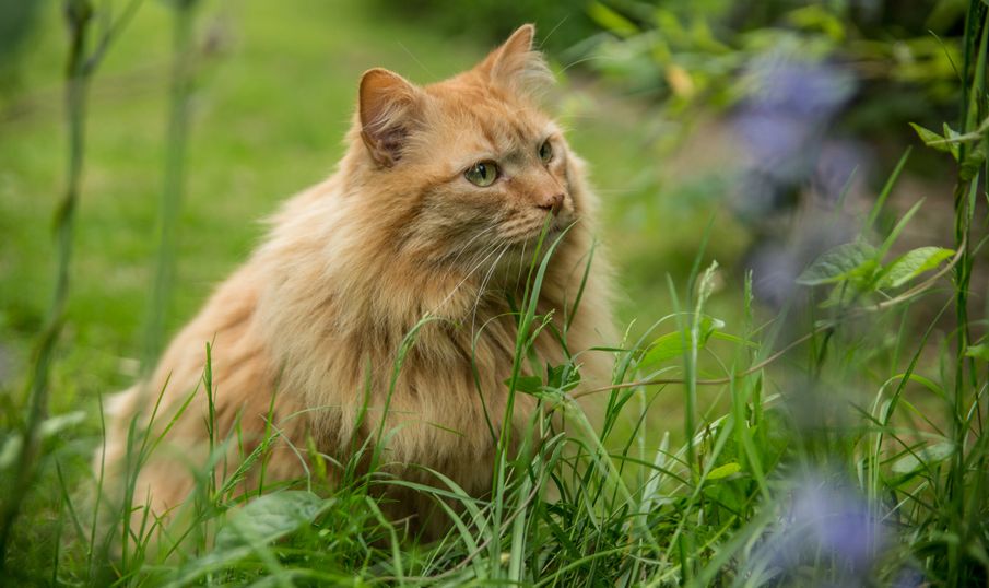 Cat Protection Announced National Cat Awards 2018 Finalists