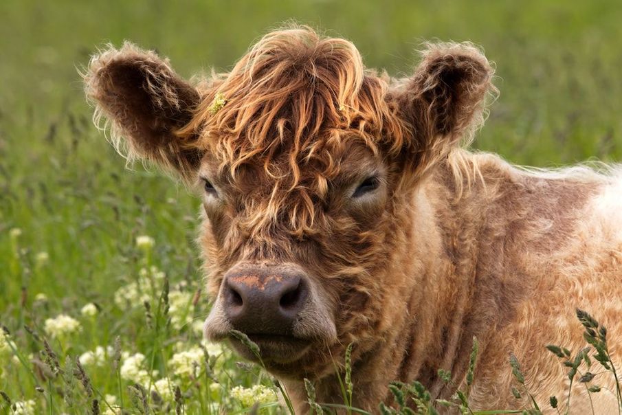 The Mindfulness Retreat Where You Can Meditate With Cows