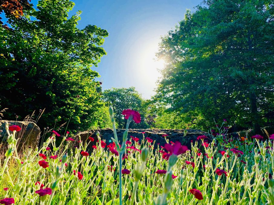 Can Reflexology Help Ease Hay Fever?