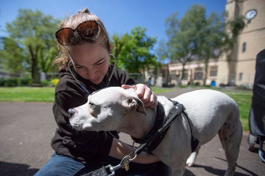 Street Vet: Making sure no animal is forgotten