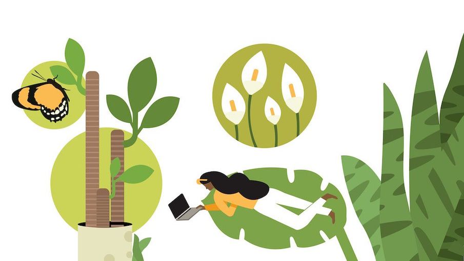 Healthy houseplants to bring the outside in