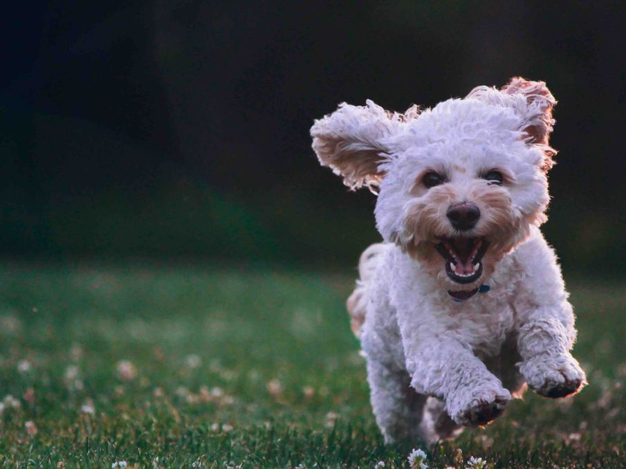 Top 3 tips for better communication with your dog