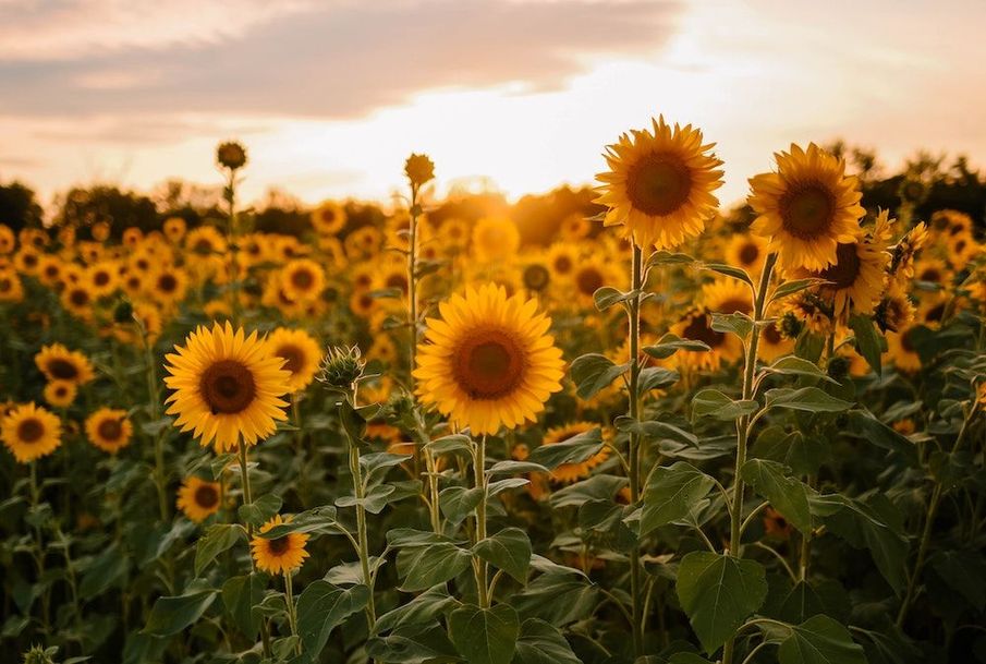 5 flowers for a bee-friendly garden