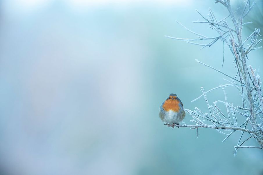 How to put on a festive feast for birds