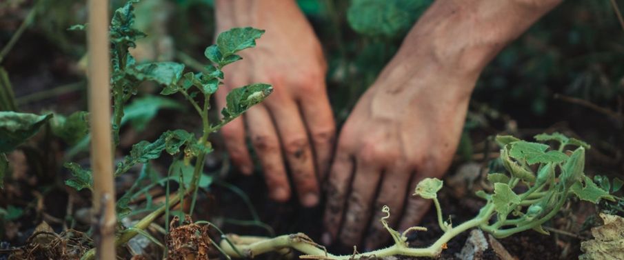 Down to Earth: what are the wellbeing benefits of gardening?