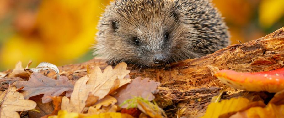 Autumn watch: how to help our hibernating animal friends
