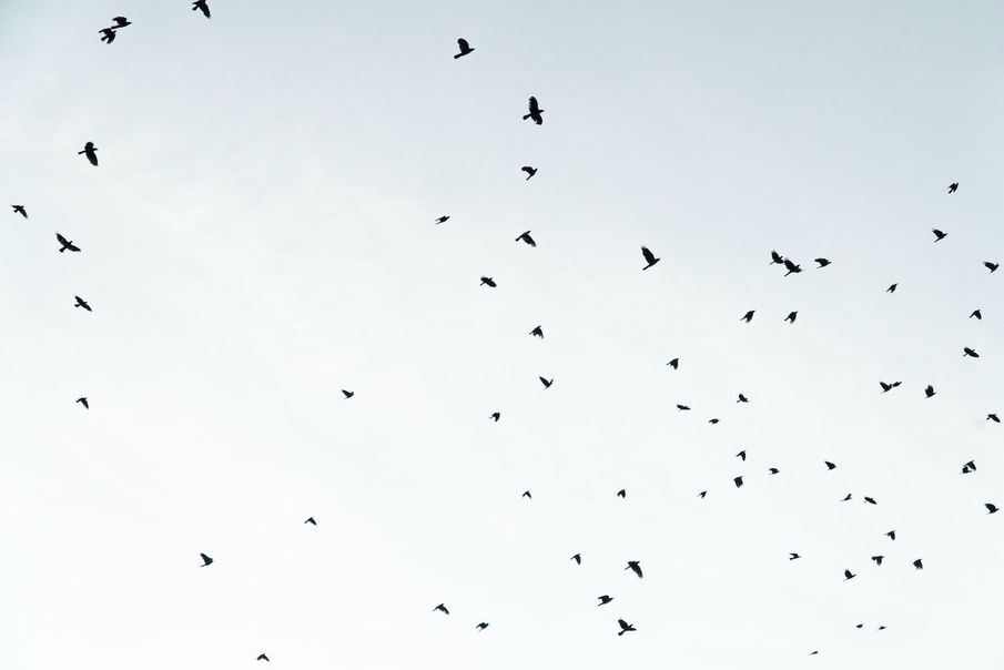 Can bird diversity affect mental health?