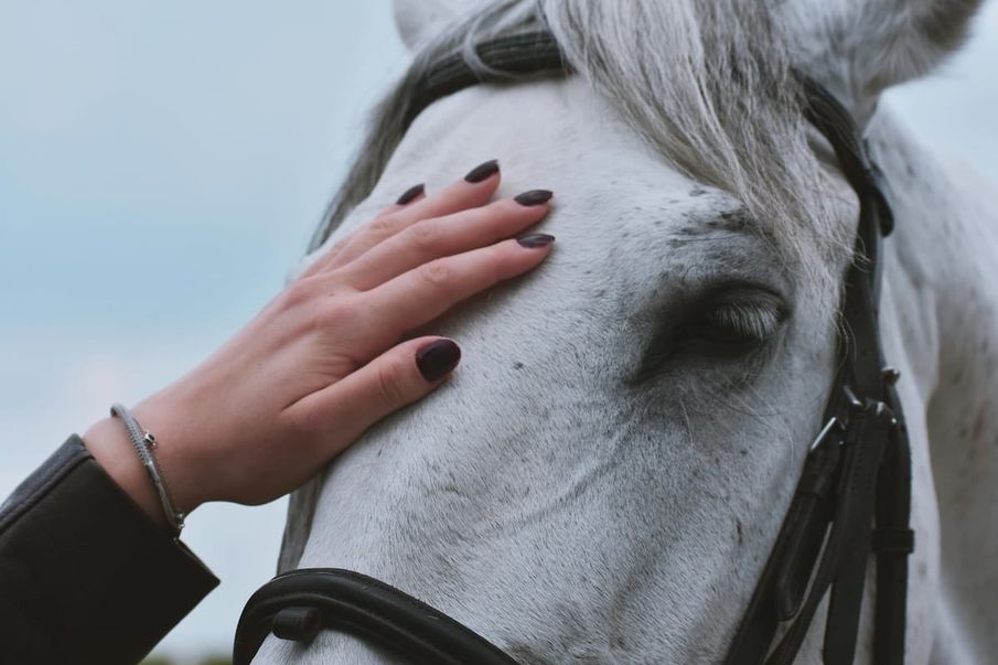 Uncover the healing powers of equine therapy