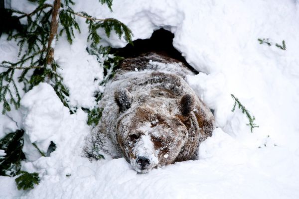 Investing 202: The Perma-Bear Tax — Deconstructing Negative Carry, Index Mechanics, and the AUD Safe-Haven Paradox