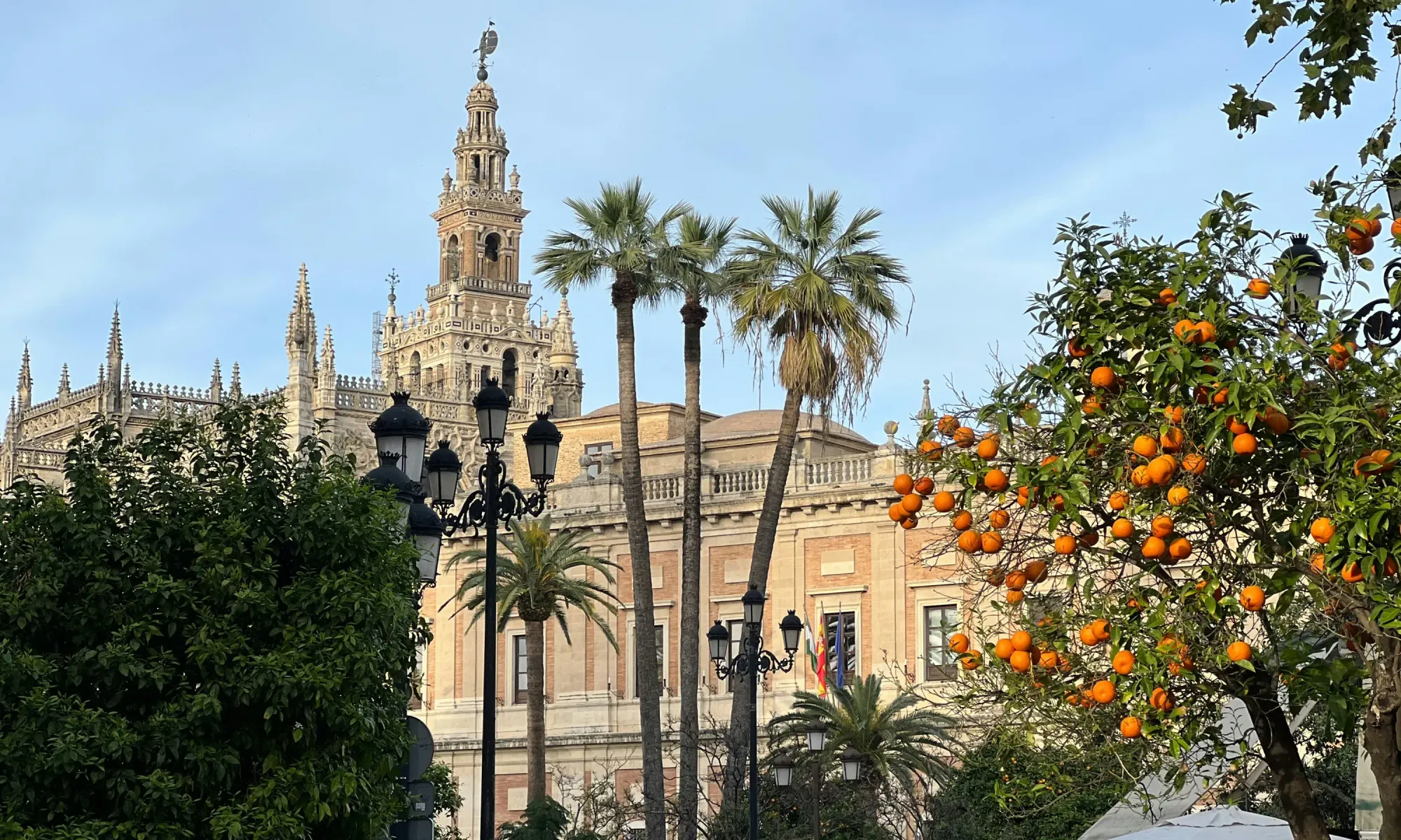 Seville’s Giralda bell tower rising above the Cathedral, framed by palm trees and an orange tree filled with ripe fruit in the foreground.
