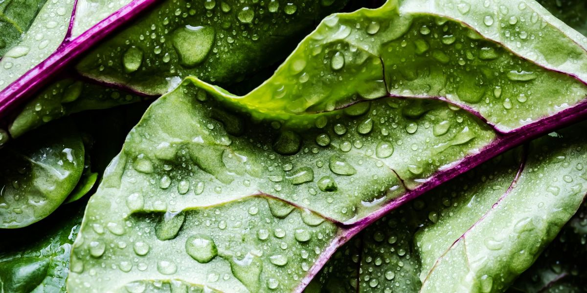 #3 KlimaGoodNews: Ernährung für den Klimaschutz