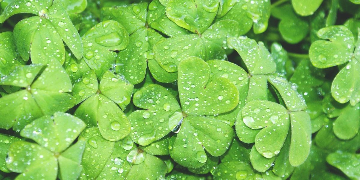 #10 KlimaGoodNews: Das neue Jahr wird noch besser!