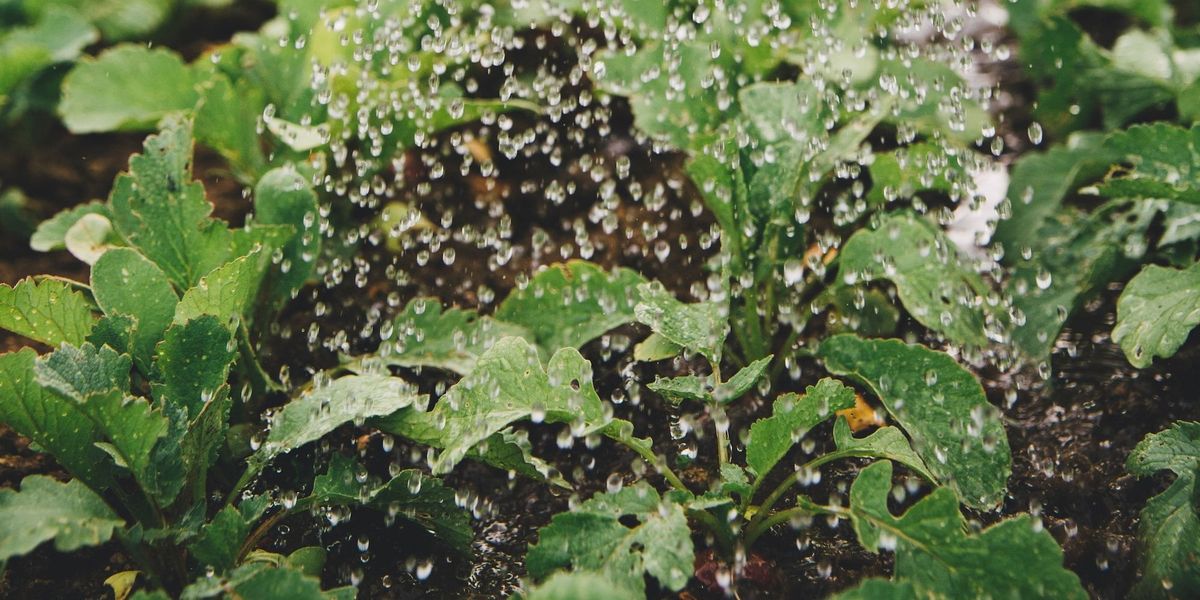 #30 KlimaGoodNews: Gerettete Lebensmittel schützen unser Klima