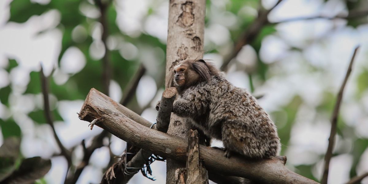 #18 KlimaGoodNews: Artenschutz ist essentiell für den Klimaschutz