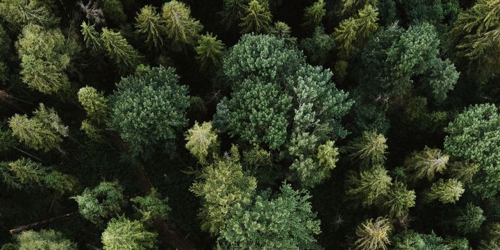 Ein Wald von oben.