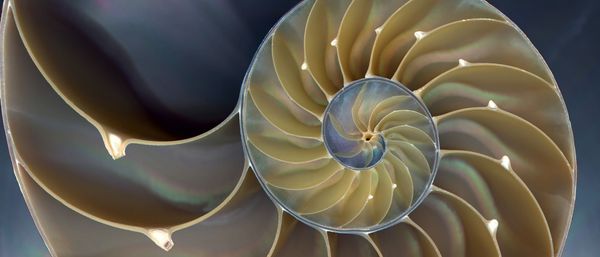 Capra Course: una visione sistemica