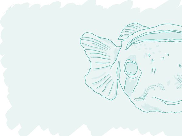 Houthi and The Blowfish