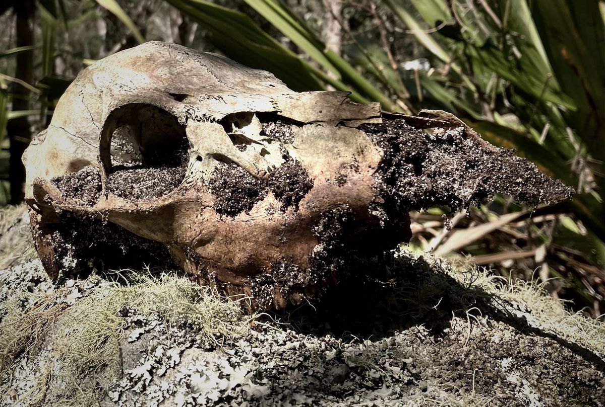 Tomorrow (ish): I Actually Built Plato's Cave