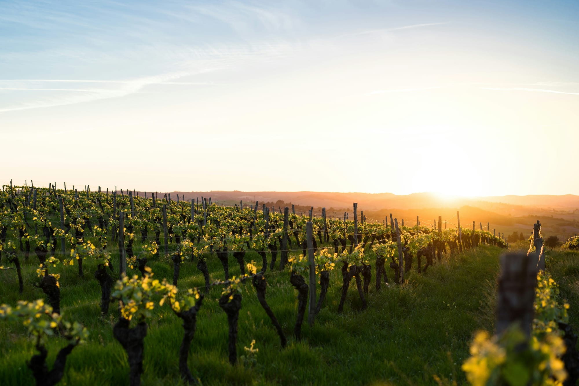 A vinyard with a sunset in the background