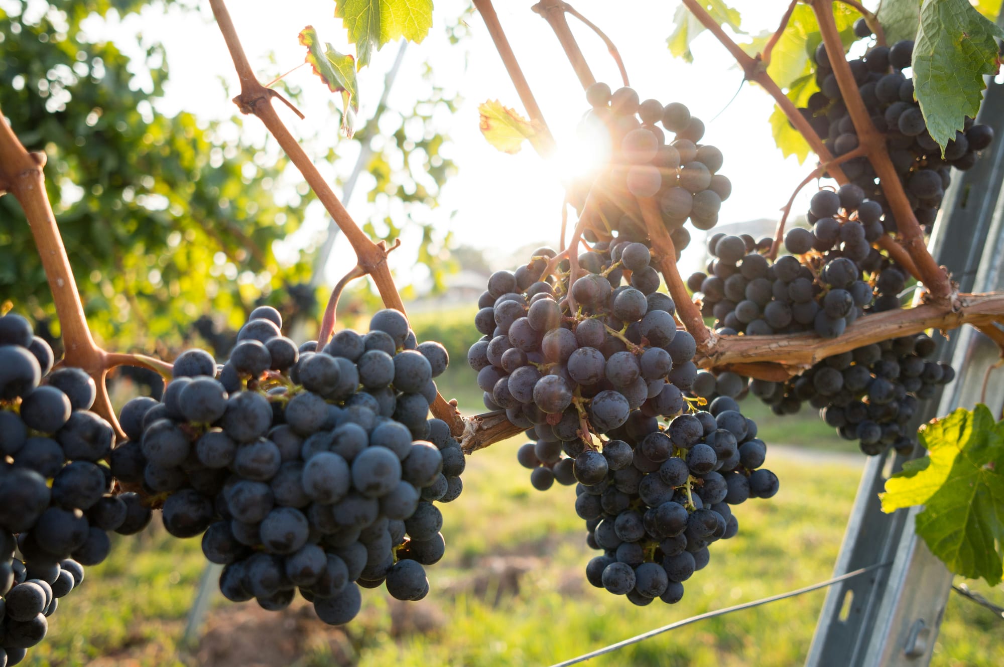 Black grapes hanging on the vine.