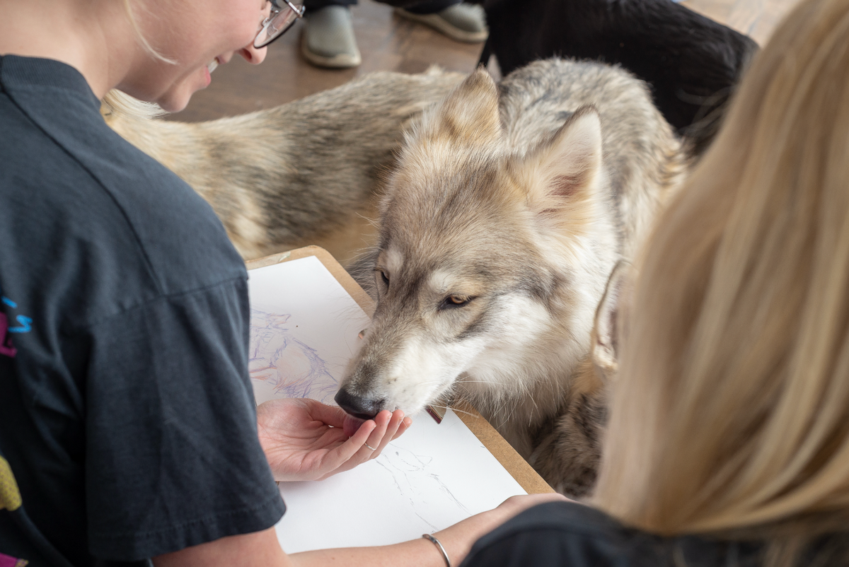 A wolf sniffs the hand of a woman wearing glasses who has been drawing a picture of the wolf