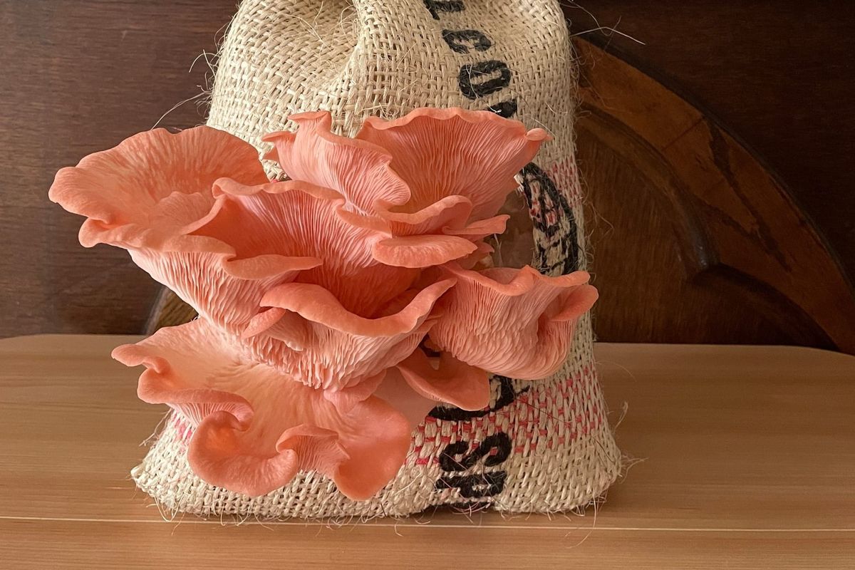 Pink mushrooms growing from a sack