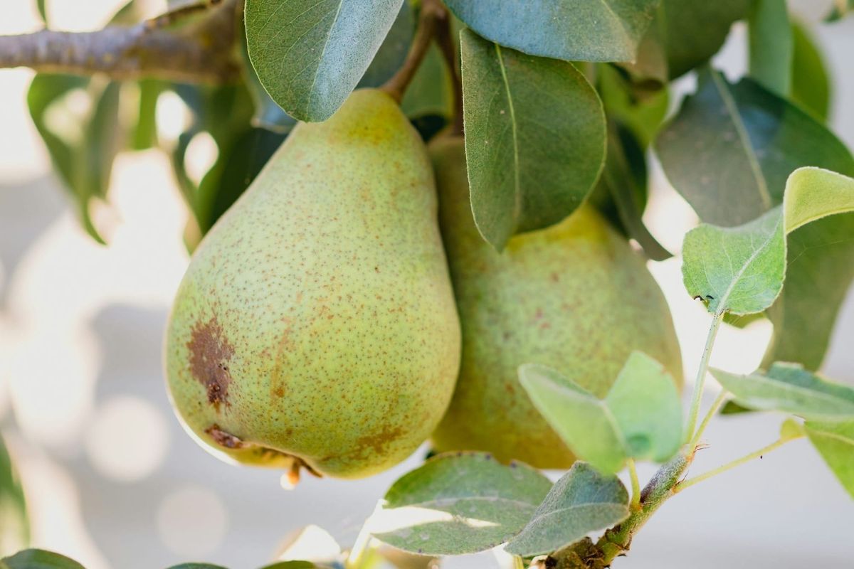 Two pears growing on a tree