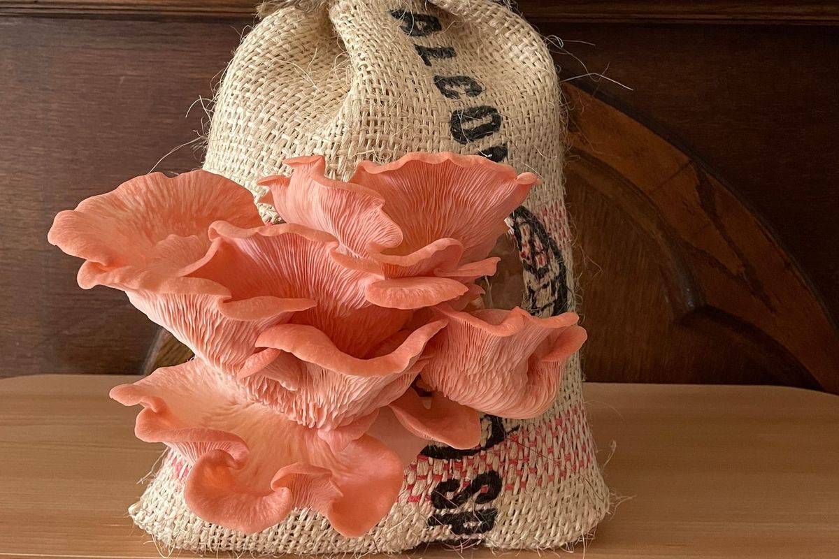 Mushrooms are nuts. Photos: Margate Mushrooms