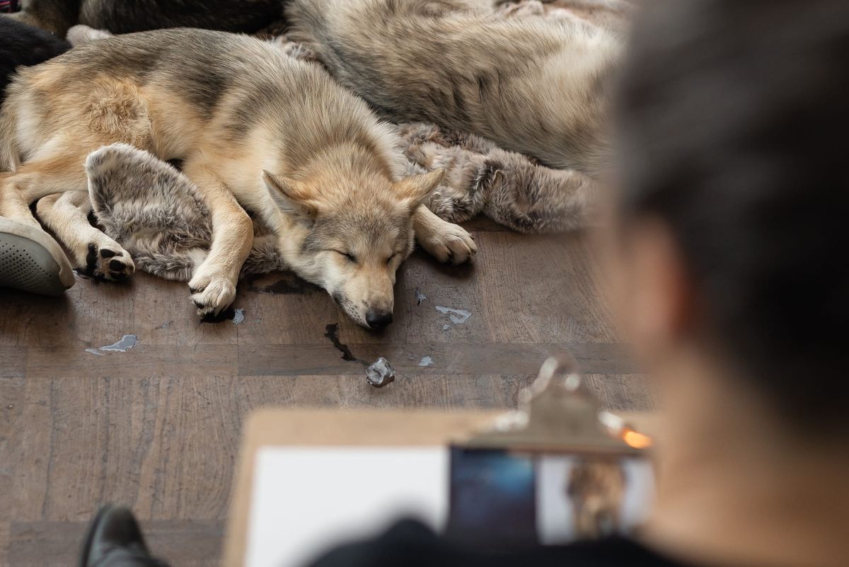 A wolf sleeps and an artist draws it