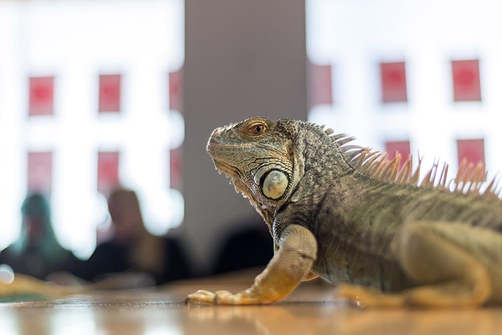 Things to do in Thanet and beyond this week (April 6-12) Post feature image