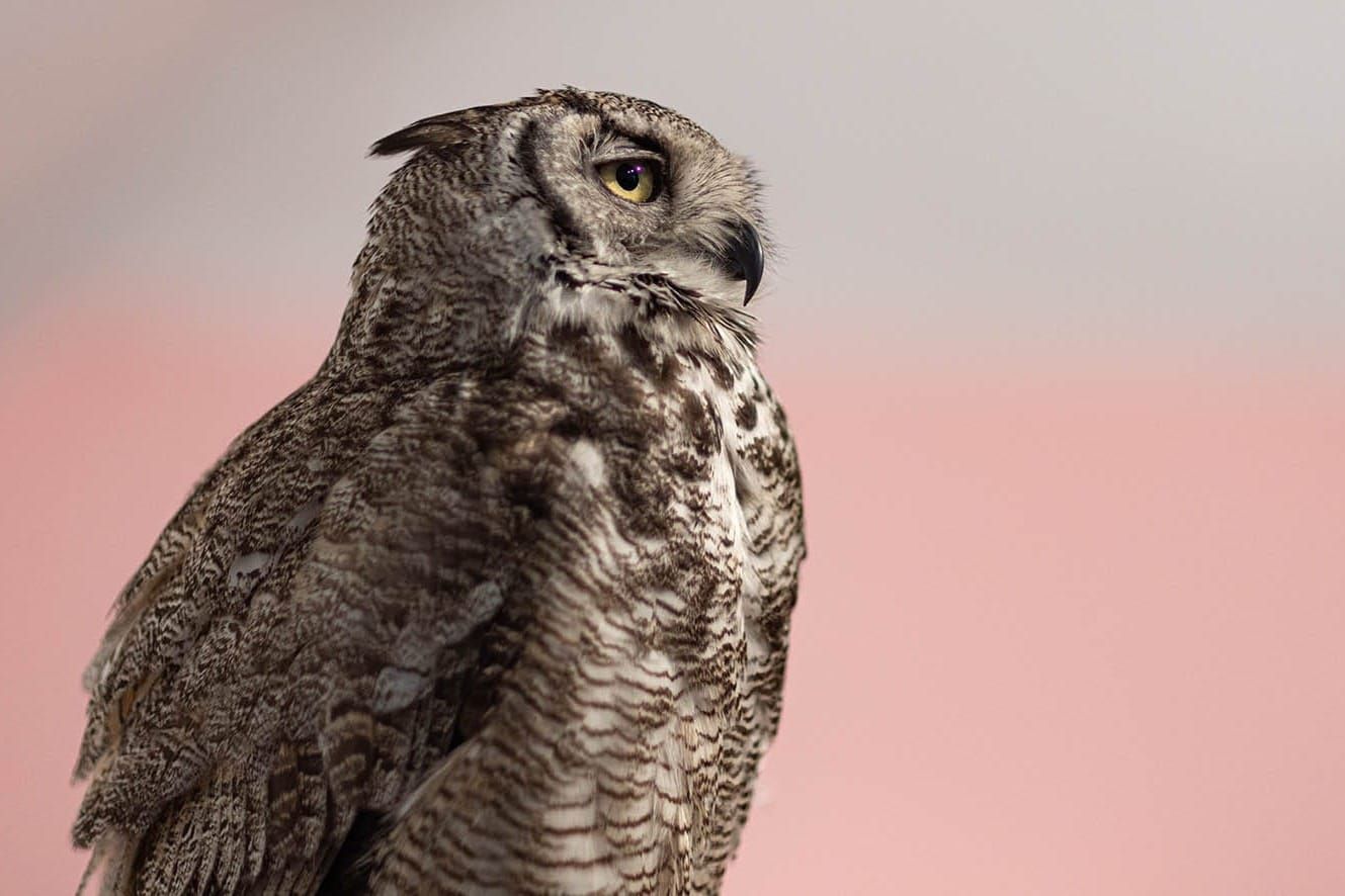 What a hoot! Ramsgate illustrator features owls and wolves in life drawing class Post image