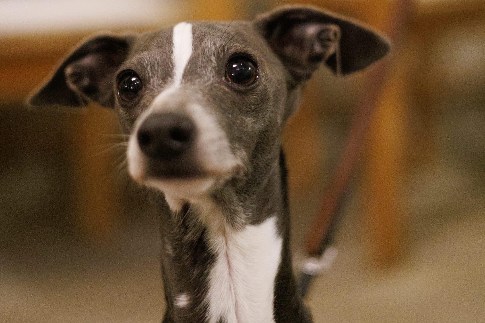 A greyhound puppy looks off into the distance